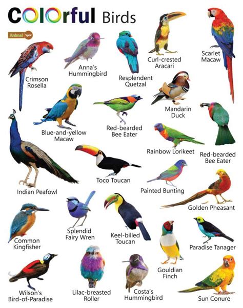 Colorful Birds Facts List Pictures In 2024 Colorful Birds Bird Facts Different Birds