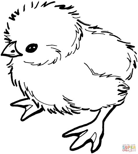 Coloring Pages Chicks