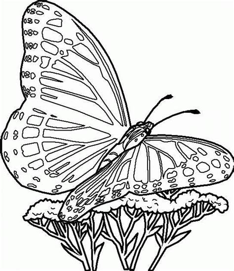 Coloring Pages For Butterflies