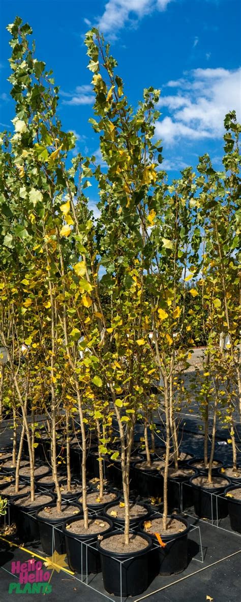 Complete Guide To Poplar Trees Tips For Selection Planting Growing Amp More