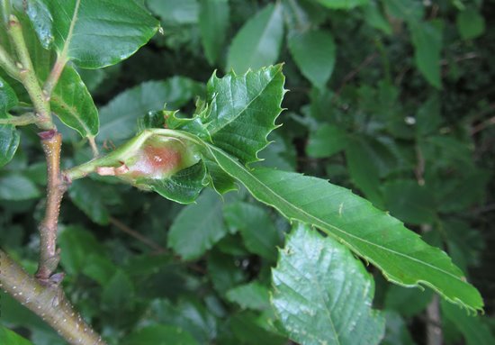 Confirmed Finding Of Oriental Chestnut Gall Wasp Institute Of Chartered Foresters