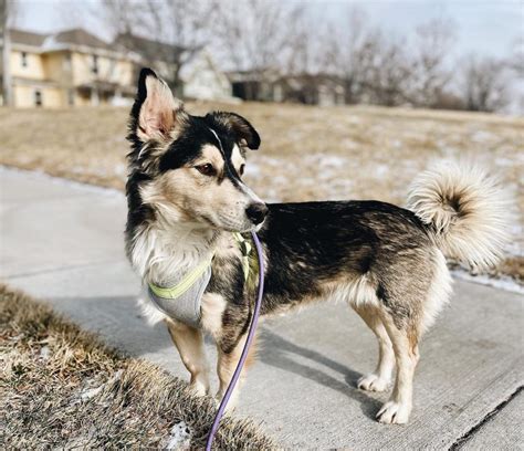 Corgi Husky Mix Facts