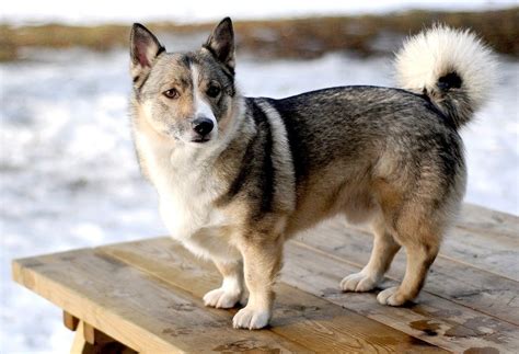 Corgi Husky Mix: The Perfect Family Dog Breed