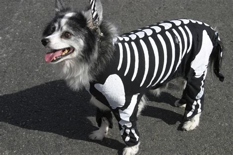 7 Adorable Costume Ideas for Your Pet