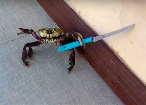 Crab with a Knife: A Delightful Seafood Surprise