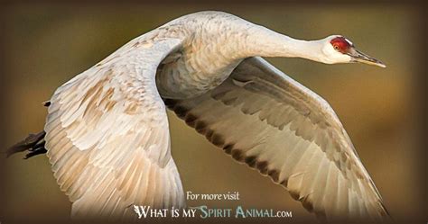 Crane Symbolism And Meaning Spirit Animal Totem