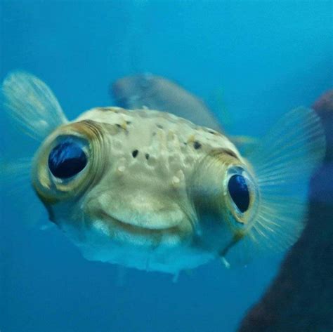 Create Meme Puffer Fish Fish Pictures Meme Arsenal Com