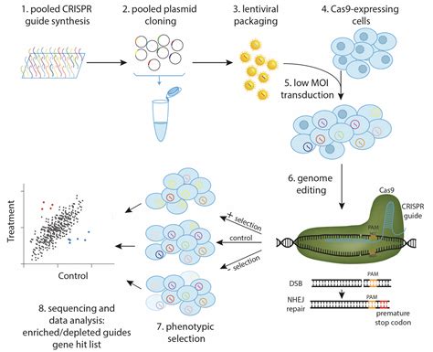 Crispr Functional Genomics Scilifelab