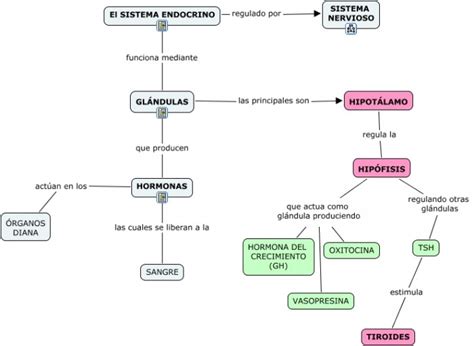 Cuadros Sin Pticos Sobre El Sistema Endocrino Y Gl Ndulas End Crinas