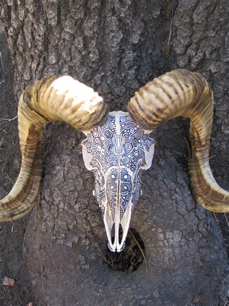 Custom Order Hand Inked Painted Corsican Sheep Ram Skull Bone Taxidermy