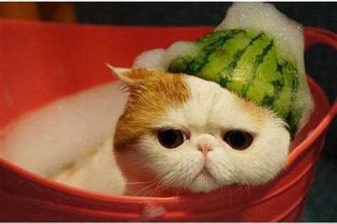 Cute Cat With Watermelon Hat Barnorama