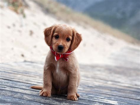 7 Cute Dog Breeds to Melt Your Heart