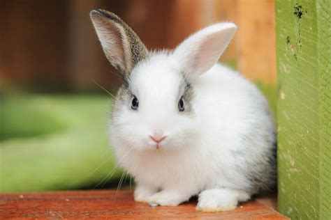 5 Ways to Care for a Cute Rabbit