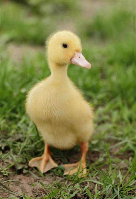 Adorable Cute Duck Pictures You'll Fall in Love With