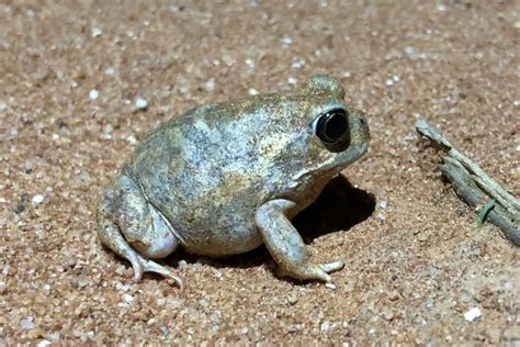 Desert Frogs Resurface After Months And Sometimes Years Underground