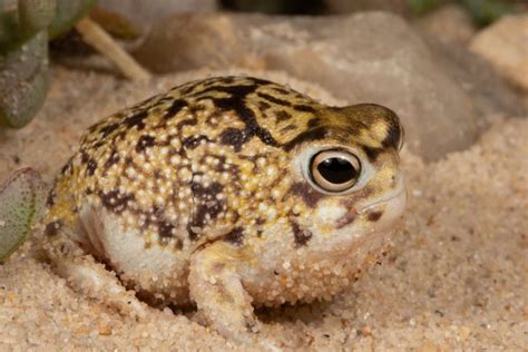 Desert Rain Frog 101 Physical Characteristics Habitat Behavior And Conservation Status