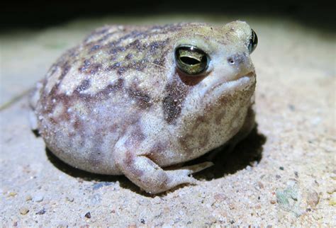 Desert Rain Frog Facts And Pictures