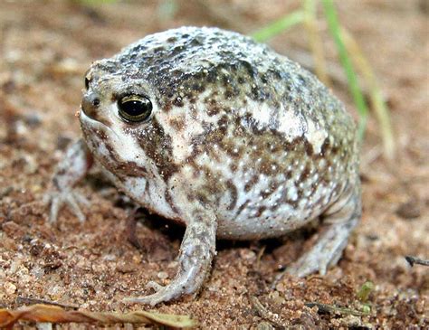 7 Fascinating Facts About Desert Rain Frogs