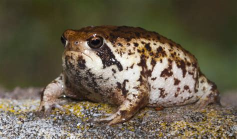 Desert Rain Frogs Tumblr Reptiles Y Anfibios Sapos Y Ranas Anfibios