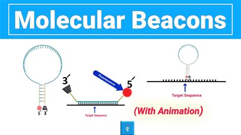 Design Evaluate Molecular Beacon Probes