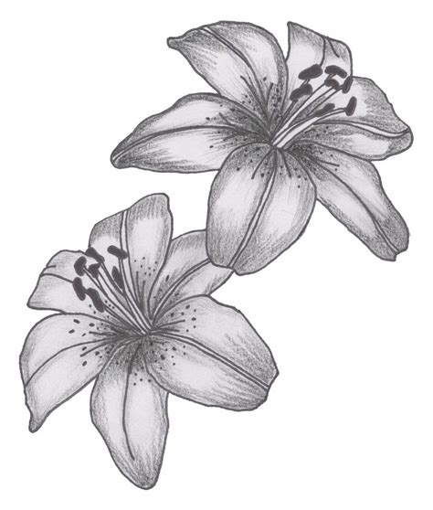 Lily Drawing Tattoo Designs and Meaning