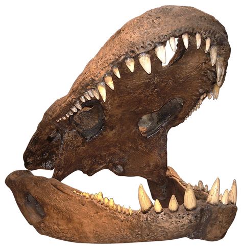 5 Dinosaur Jaw Facts