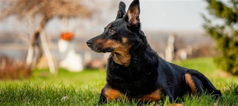 Doberman Mix With German Shepherd 25 Things Every Owner Should Know Green Garage