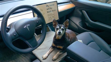 5 Ways Tesla's Dog Mode Keeps Pets Safe