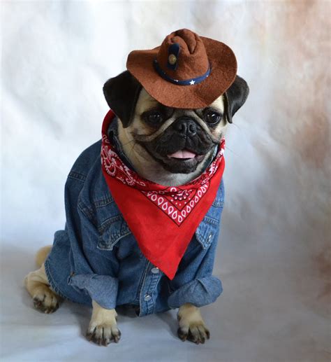 5 Ways Dogs Rock Cowboy Hats