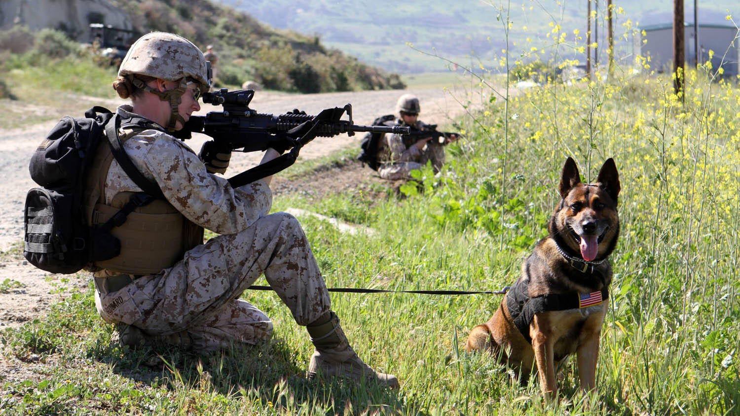 5 Heroic Ways Dogs Serve in the Marines