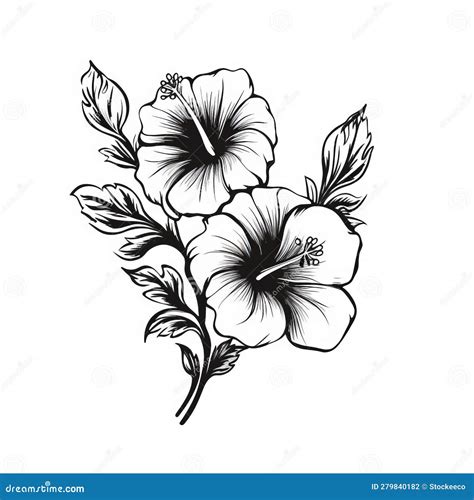 Download Black And White Hibiscus Flower Drawing For Tattoo Designs Sketches Online Creative