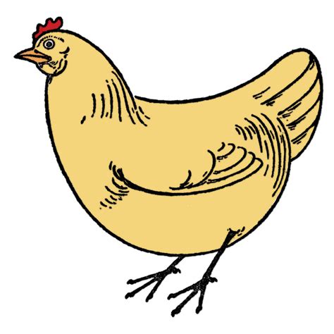 Draw A Chicken Easy 6 Simple Steps The Graphics Fairy