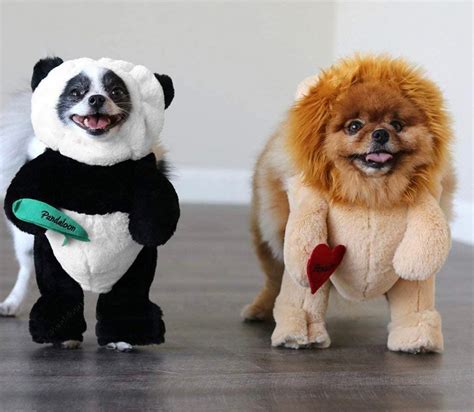 Dressing Up Your Small Dog For Halloween Check Out These 7 Adorable