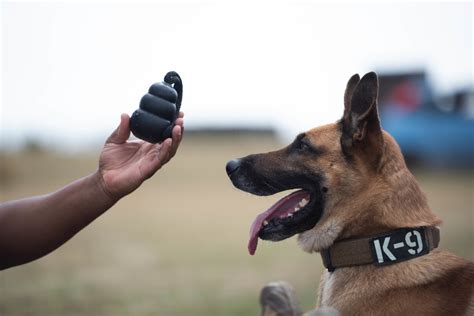 Dvids Images Military Working Dog Handlers Conducts Routine