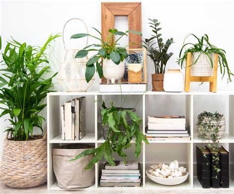 Elevate Your Plant Decor Indoor With Creative Plant Filled Bookshelves