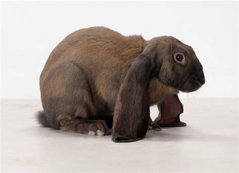 English Lop Eared Rabbit