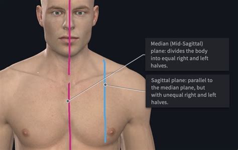 Symmetry in Art: Achieving Balance with Equal Halves