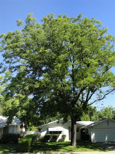 Espresso Kentucky Coffee Tree J Frank Schmidt Son Co