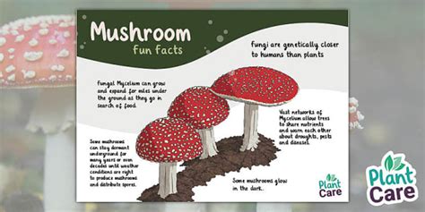 Facts About Mushrooms Autumn Plantcare Teacher Made