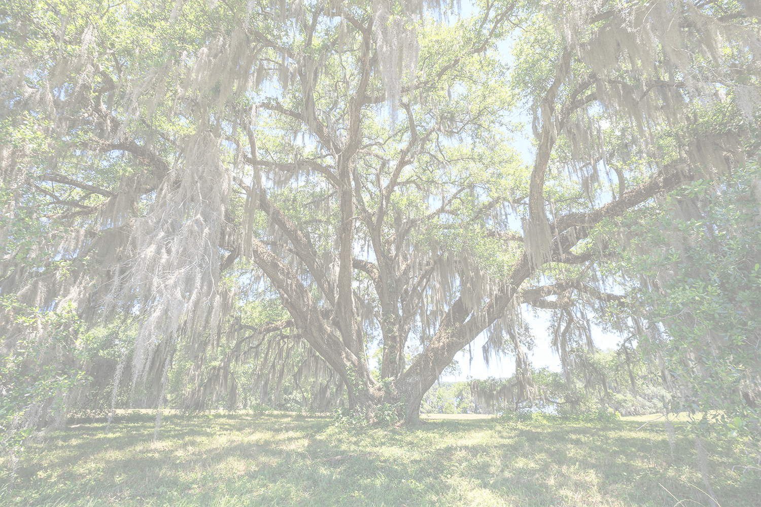 Facts About The Majestic Oak Tree