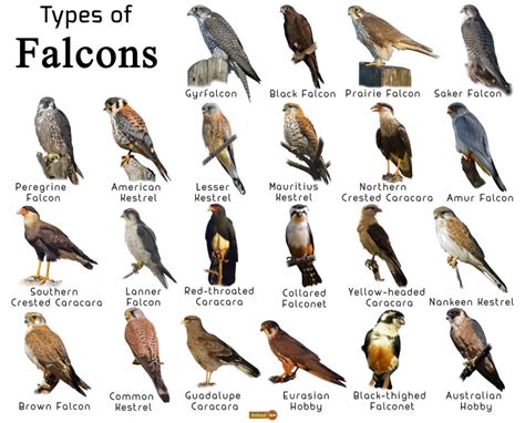 Falcon Facts Types Classification Habitat Diet Adaptations