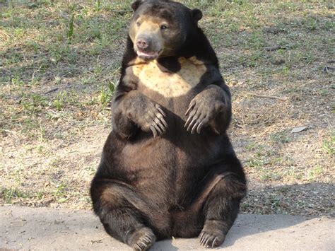 File Bear Sitting Jpg Wikimedia Commons