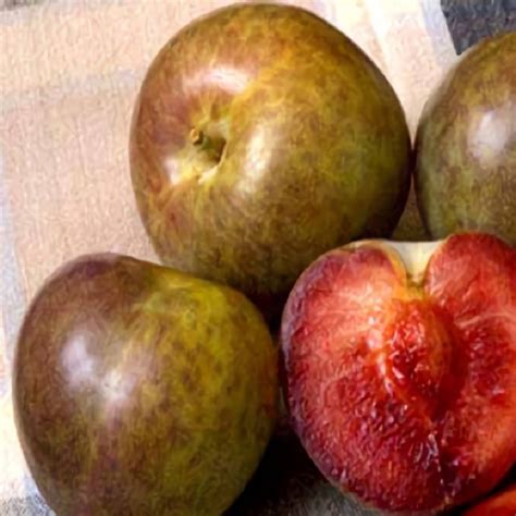 Flavor Supreme Pluot Trees For Sale At Ty Ty Nursery