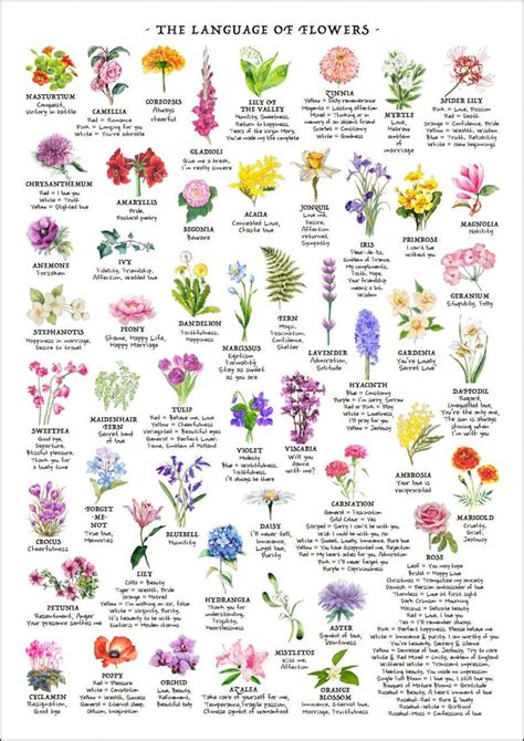 Flower Meanings Birth Flowers The Language Of Flowers Floriography