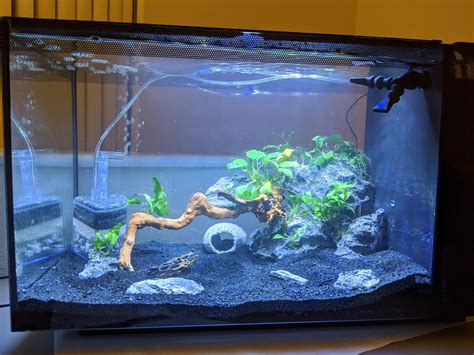 Fluval Evo 13 5 Freshwater Setup Aquariumia