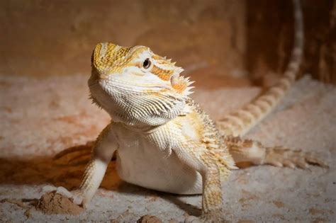 Foods Bearded Dragons Can Eat Bearded Dragon Diet Baby Bearded Dragon