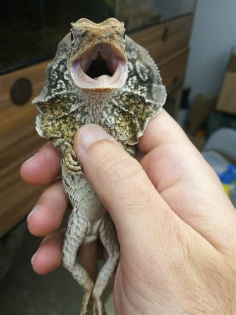 For Sale 100% Australian Frilled Dragon For Sale - Faunaclassifieds