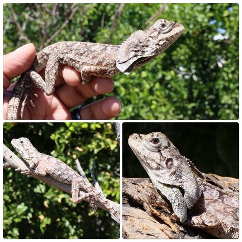 For Sale Three Female Frilled Dragons Faunaclassifieds