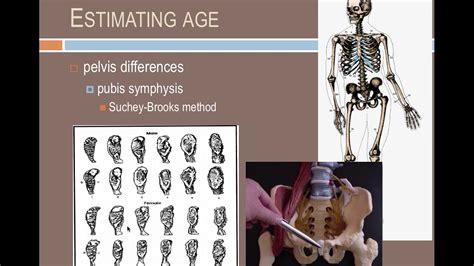 Forensic Anthropology Identifying Individuals Youtube