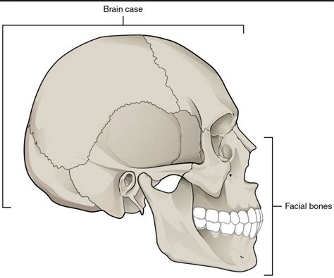 Forensics Ii Forensic Anthropology Diagram Quizlet